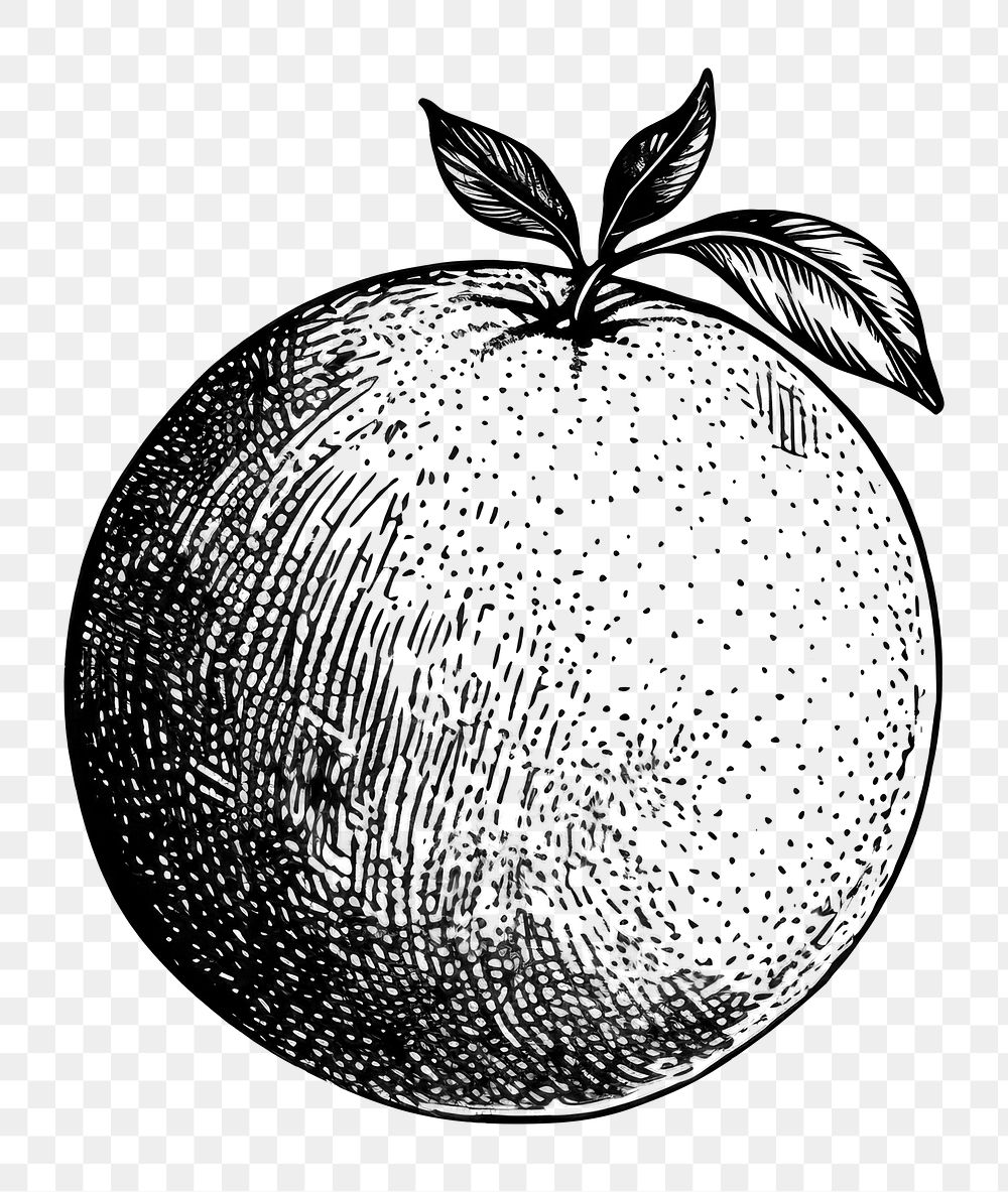 PNG Lemon sketch drawing fruit. AI generated Image by rawpixel.