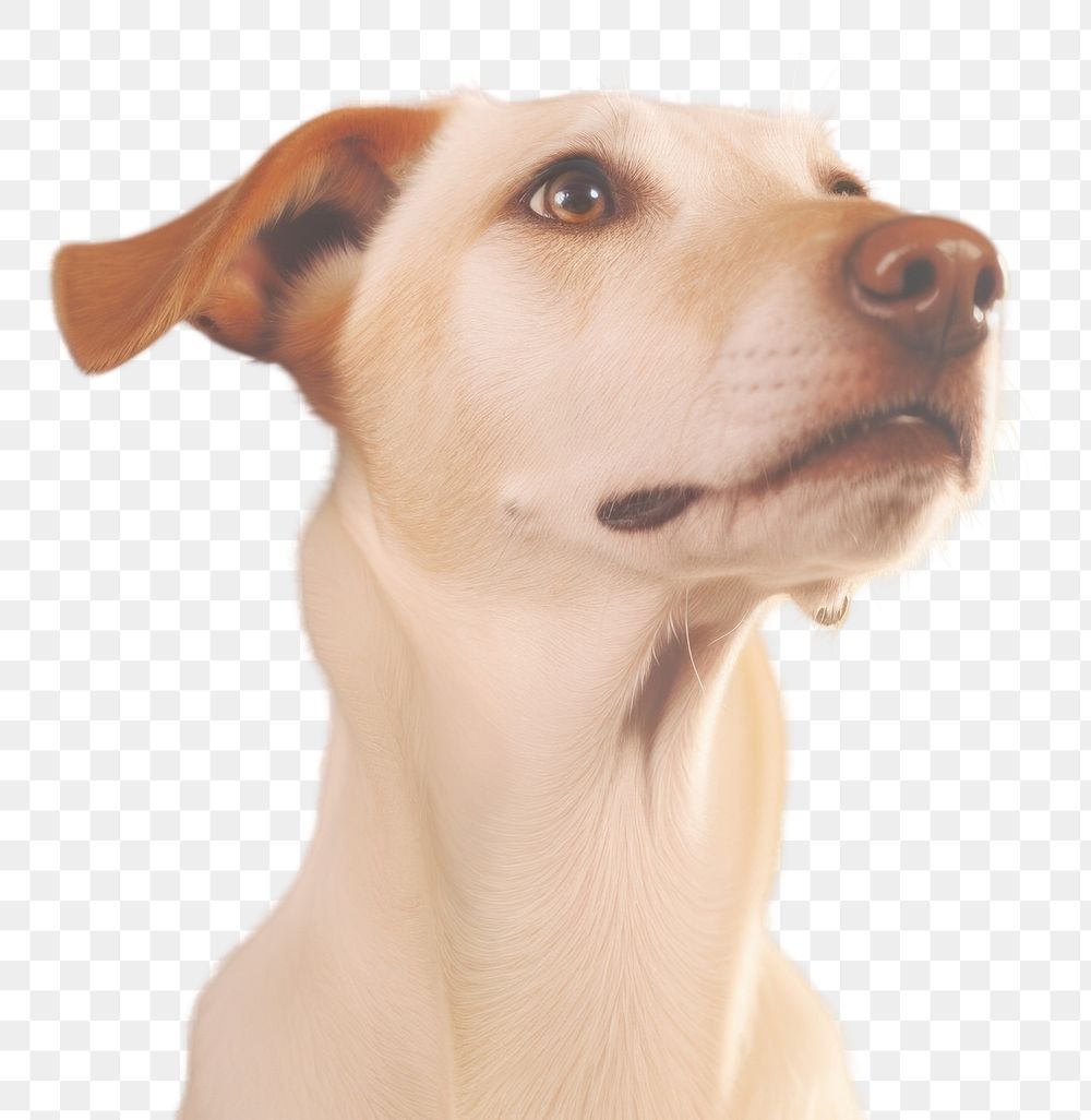 PNG  Dog animal mammal hound. AI generated Image by rawpixel.