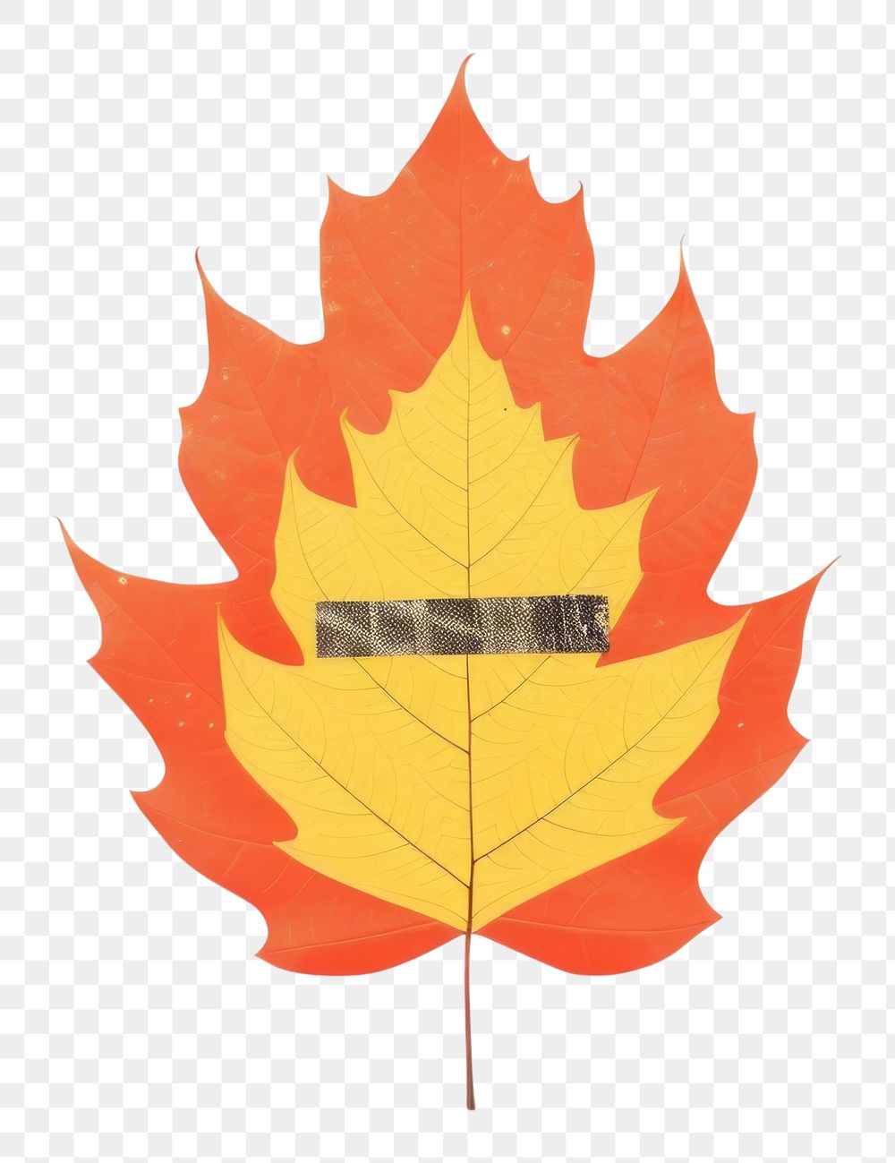 PNG A leaf autumn maple plant falling. AI generated Image by rawpixel.