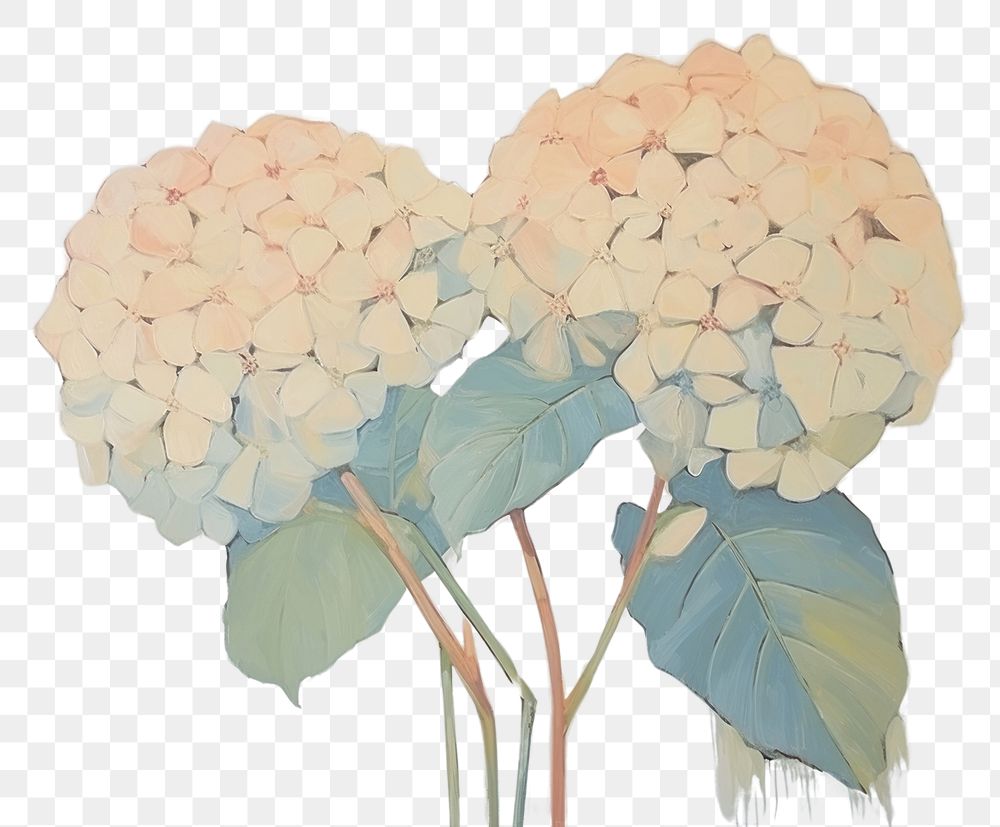 PNG Hydrangea painting drawing flower. AI generated Image by rawpixel.