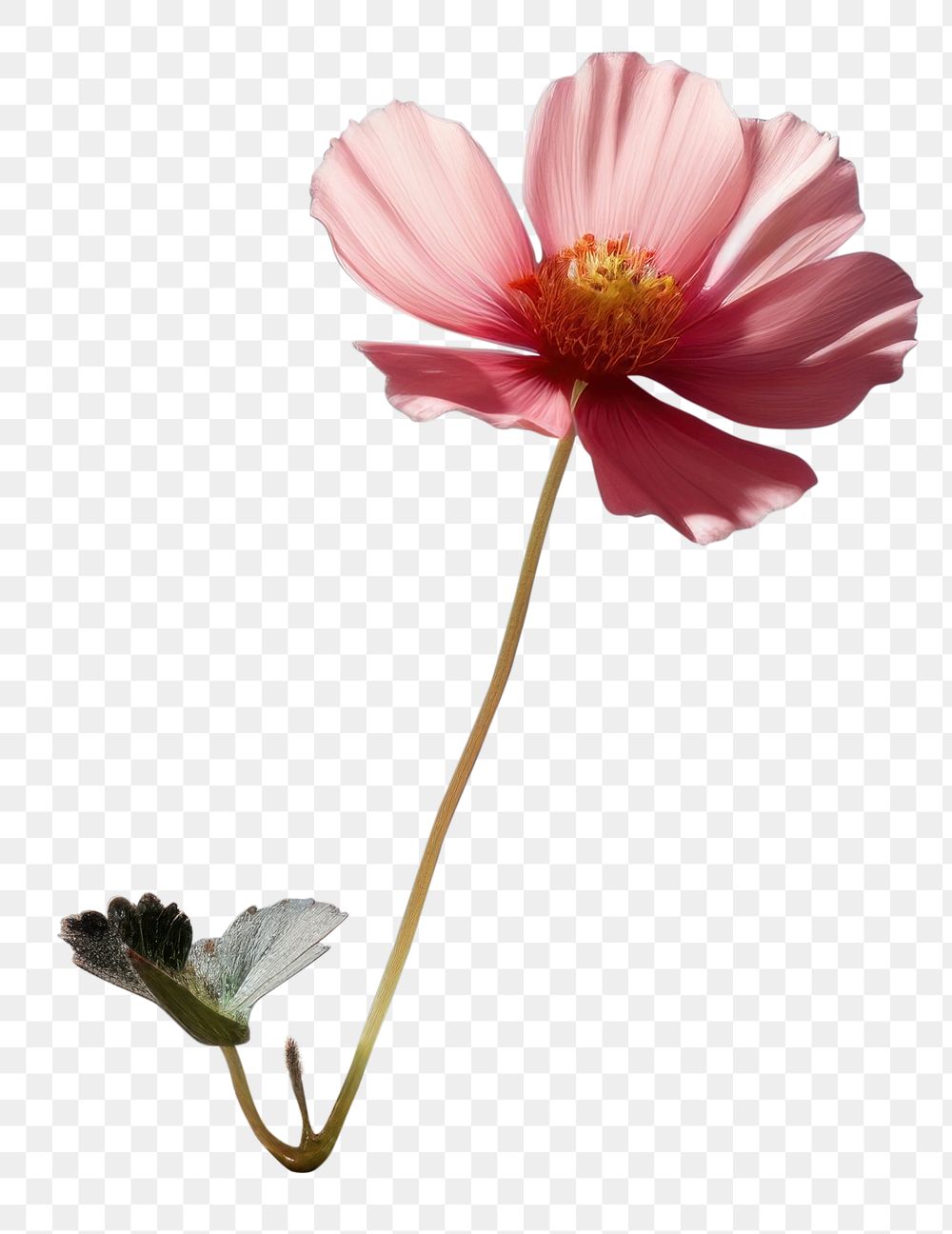 PNG Flower outdoors blossom nature. AI generated Image by rawpixel.