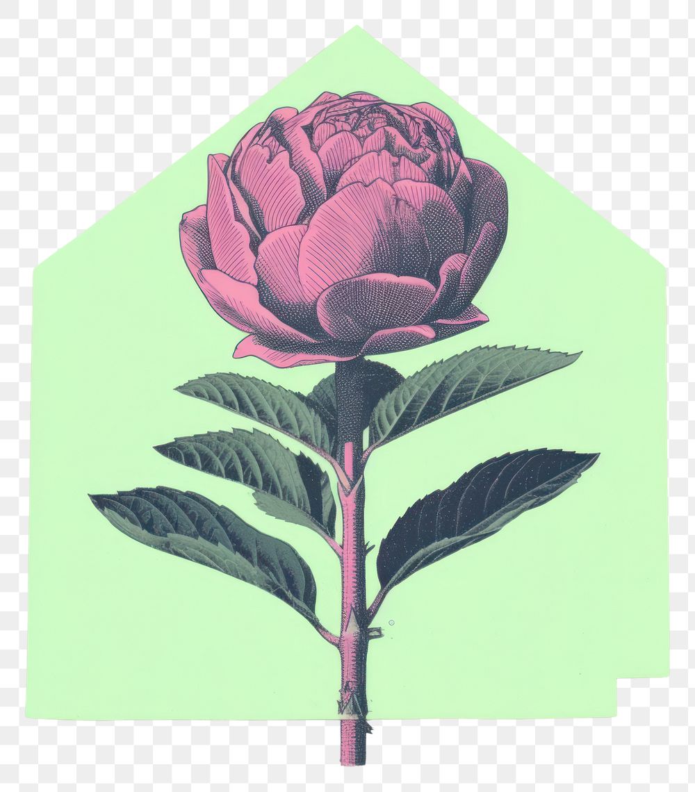 PNG Botanical flower artichoke plant rose. AI generated Image by rawpixel.