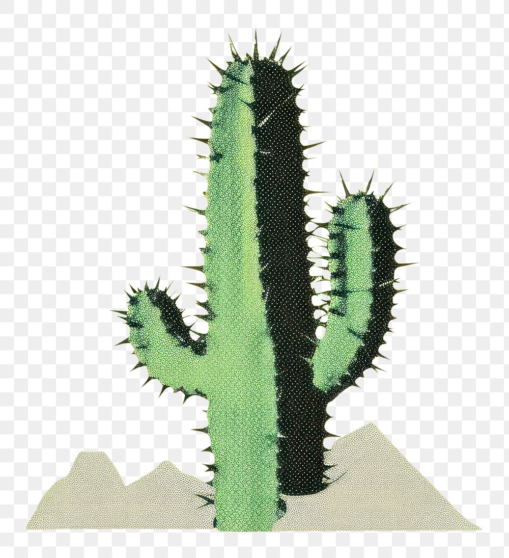 PNG Cactus plant invertebrate drawing. AI generated Image by rawpixel.