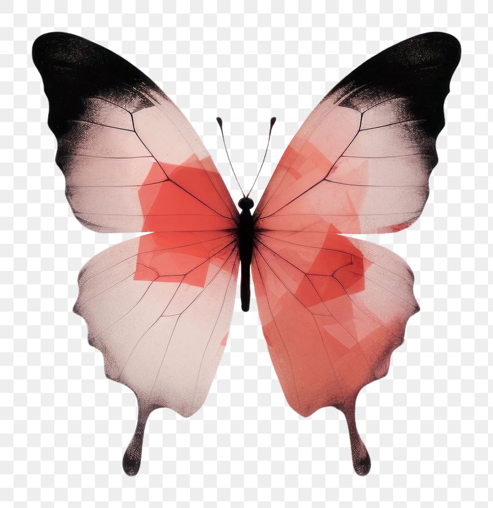 PNG Butterfly petal pink fragility. AI generated Image by rawpixel.