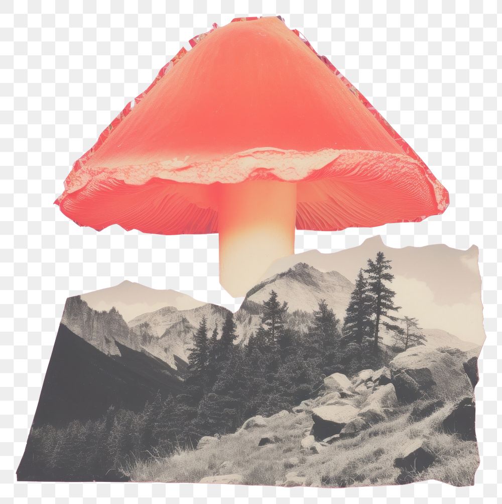 PNG Mushroom outdoors fungus plant. AI generated Image by rawpixel.