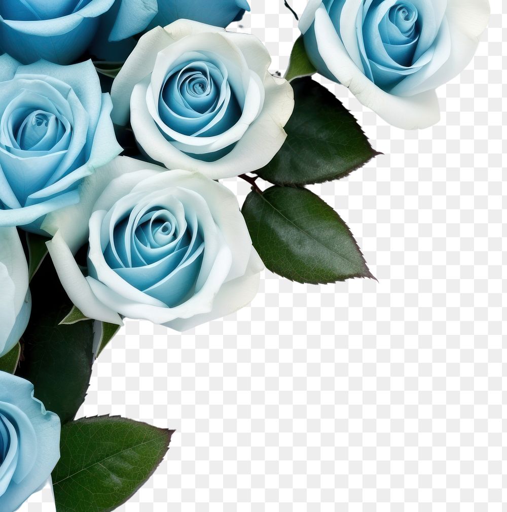PNG Blue rose decoration flower petal. AI generated Image by rawpixel.