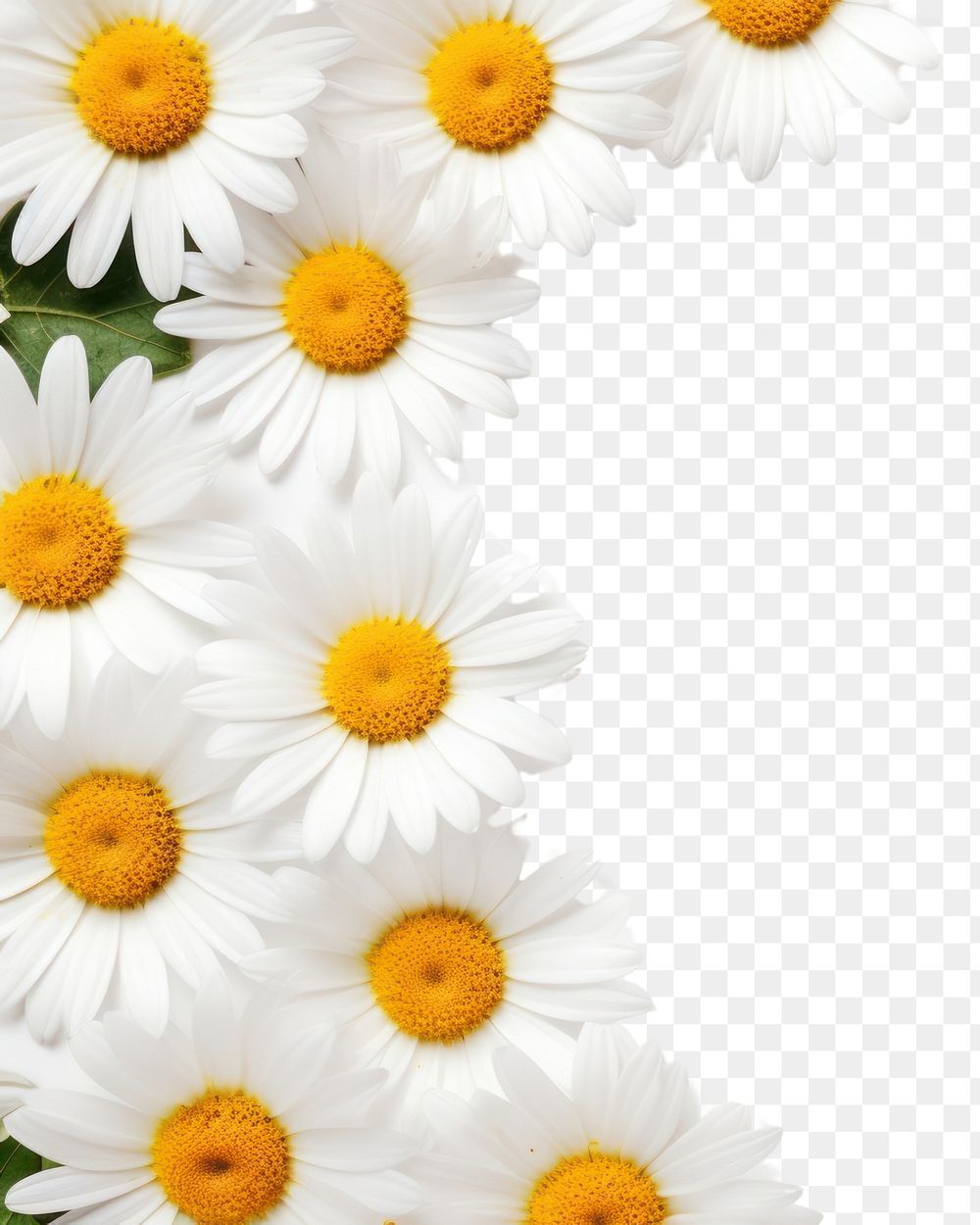 PNG Daisy backgrounds flower petal. AI generated Image by rawpixel.