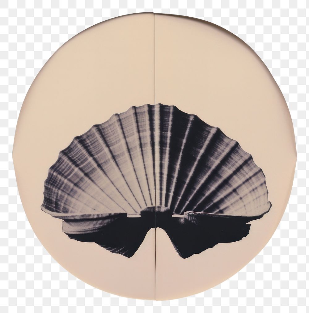 PNG Shell invertebrate seashell ceiling. AI generated Image by rawpixel.