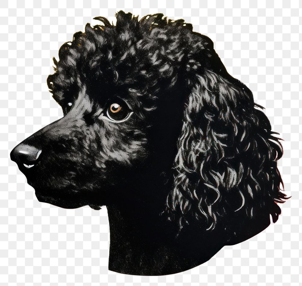 PNG Black poodle dog art spaniel mammal. AI generated Image by rawpixel.