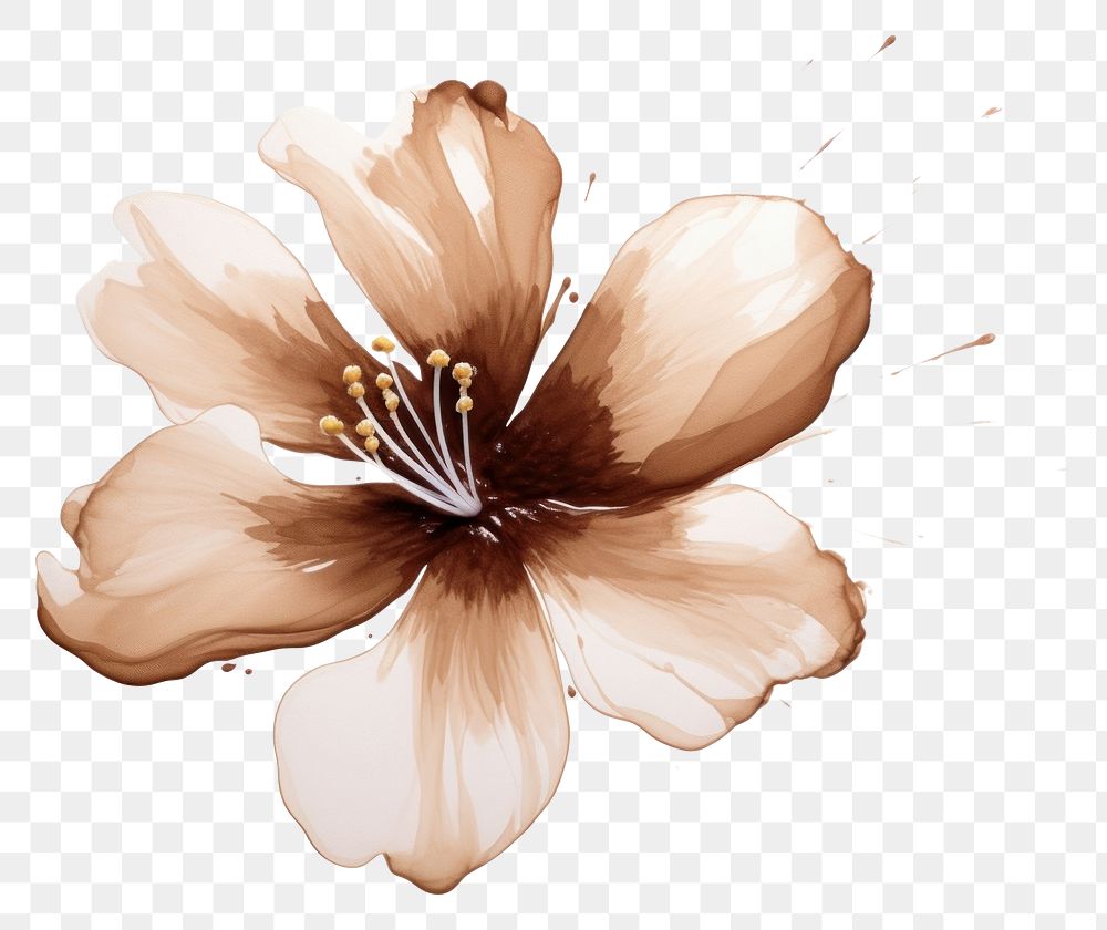 PNG Sakura flower hibiscus blossom petal. AI generated Image by rawpixel.