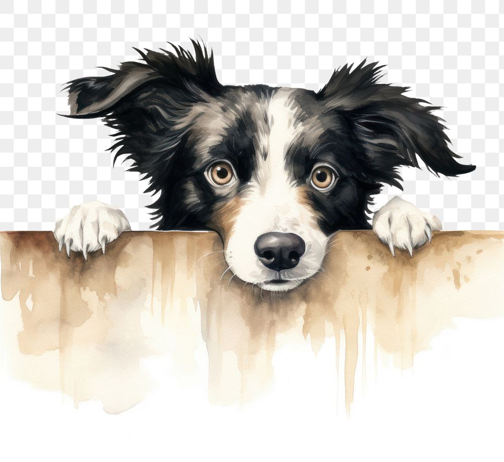 PNG Collie mammal animal cute. AI generated Image by rawpixel.