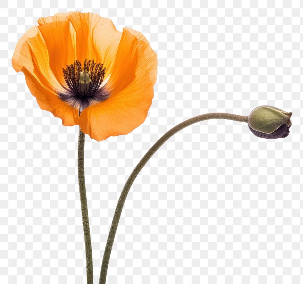 PNG Orange poppy flower petal plant white background. AI generated Image by rawpixel.