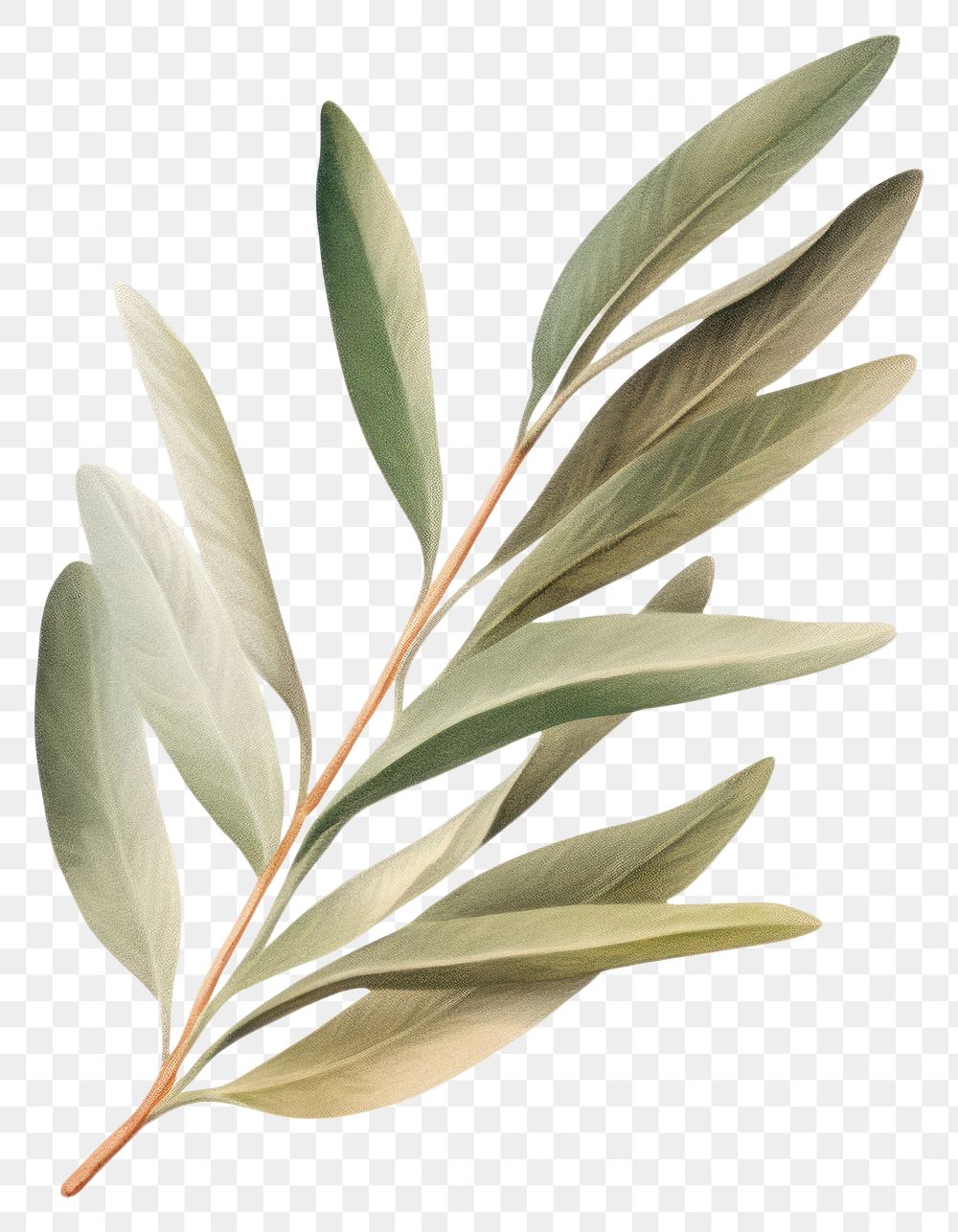 PNG An olive leaf plant herbs tree. AI generated Image by rawpixel.