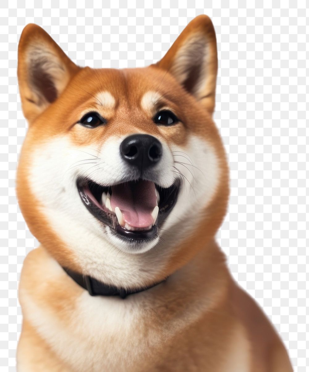 PNG Smiling Shiba Inu dog mammal animal pet. 