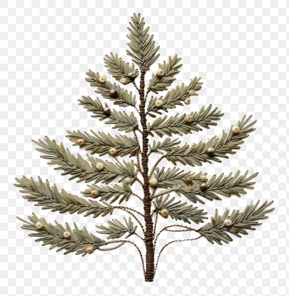 PNG Chrismas tree christmas plant decoration. AI generated Image by rawpixel.