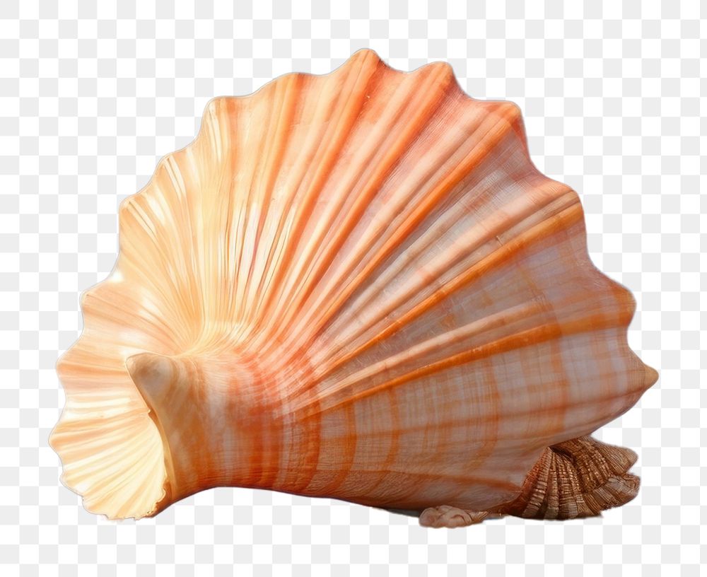 PNG  A beach seashell outdoors nature. AI generated Image by rawpixel.