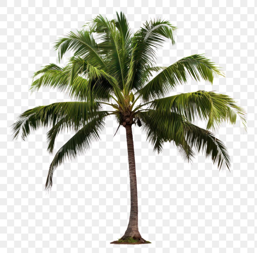 PNG Coconut tree plant nature green. AI generated Image by rawpixel.