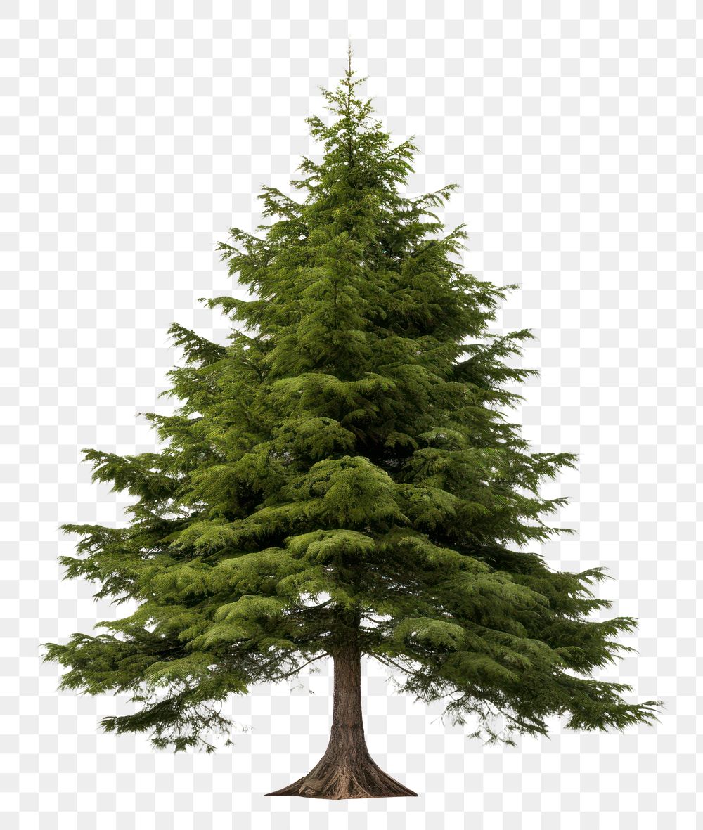 PNG Fir plant tree spruce. AI generated Image by rawpixel.