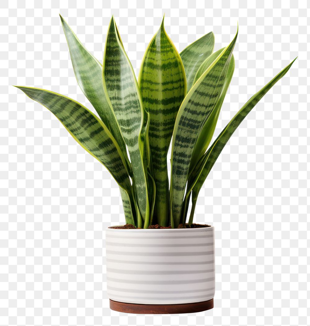 PNG Snake plant nature green leaf. AI generated Image by rawpixel.