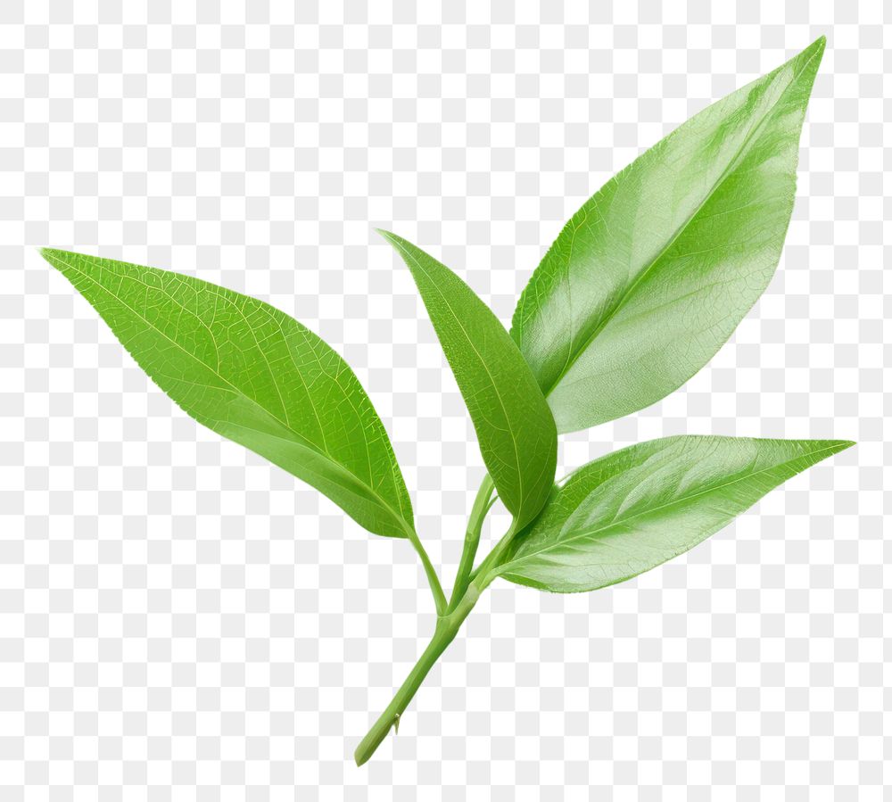 PNG  Tea leaf plant herbs freshness. AI generated Image by rawpixel.