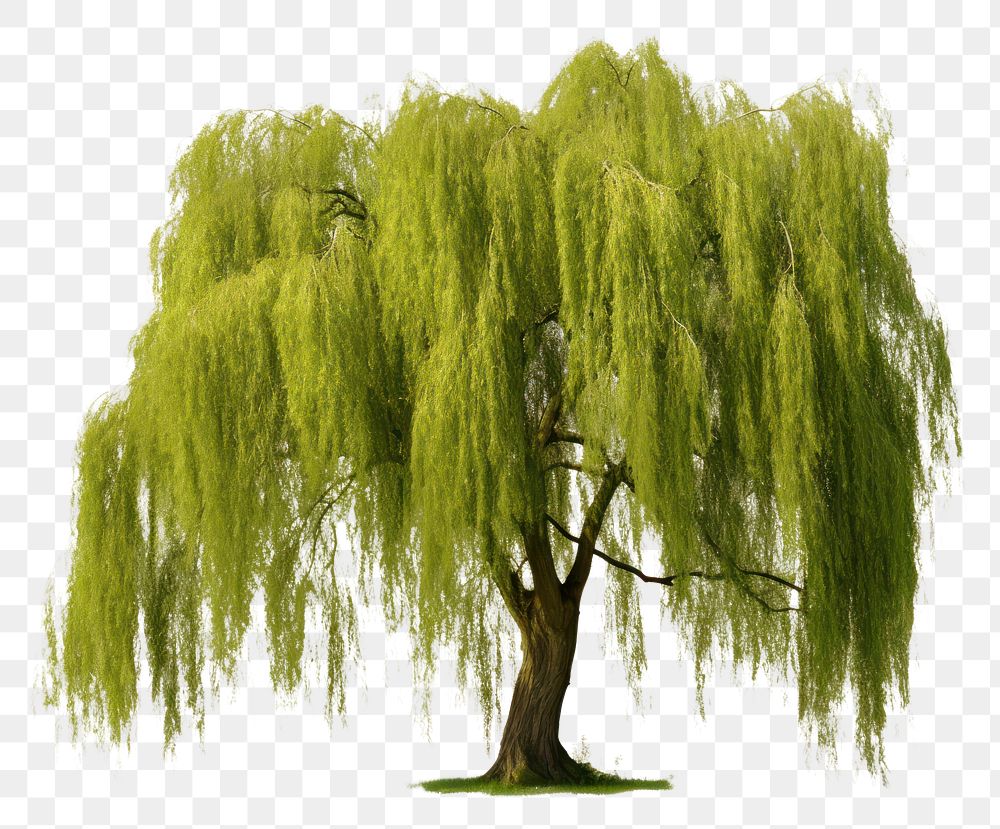 PNG Willow plant tree nature. AI generated Image by rawpixel.