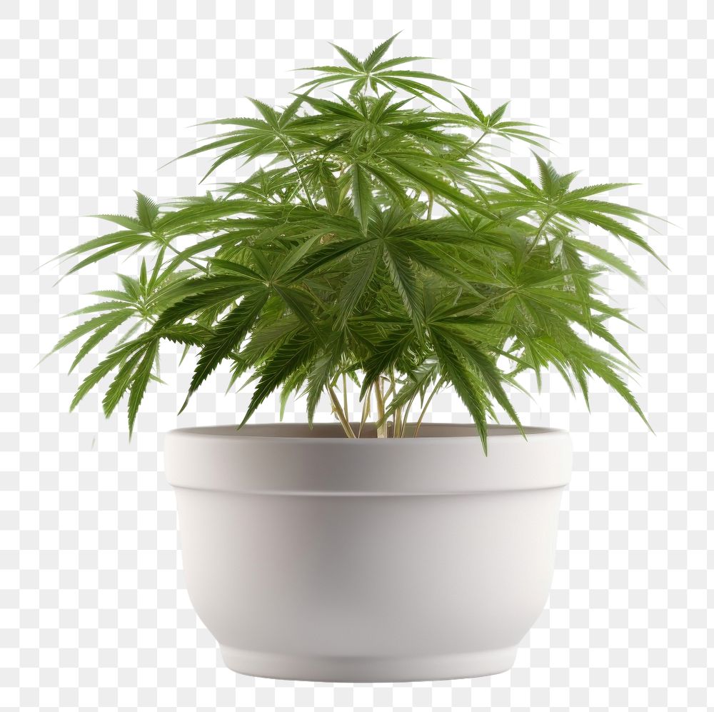 PNG Cannabis Santiva plant cannabis leaf. AI generated Image by rawpixel.