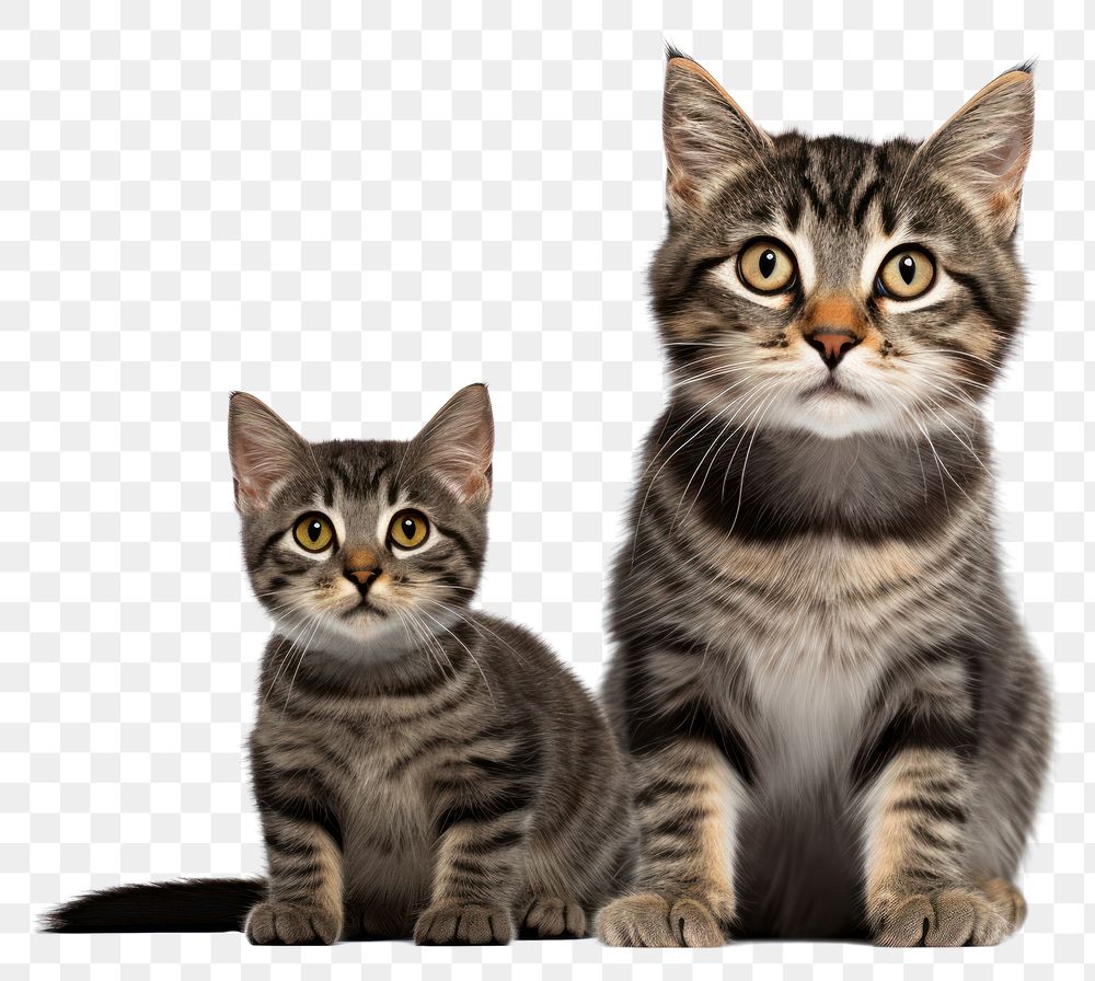 PNG Cute black tabby with kitten sitting mammal animal. AI generated Image by rawpixel.