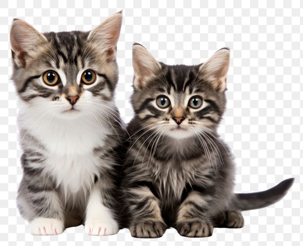 PNG Cute black tabby with white stray cat kitten mammal animal pet. AI generated Image by rawpixel.