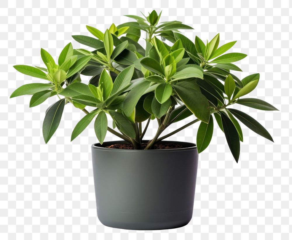 PNG Schefflera plant flower leaf. AI generated Image by rawpixel.