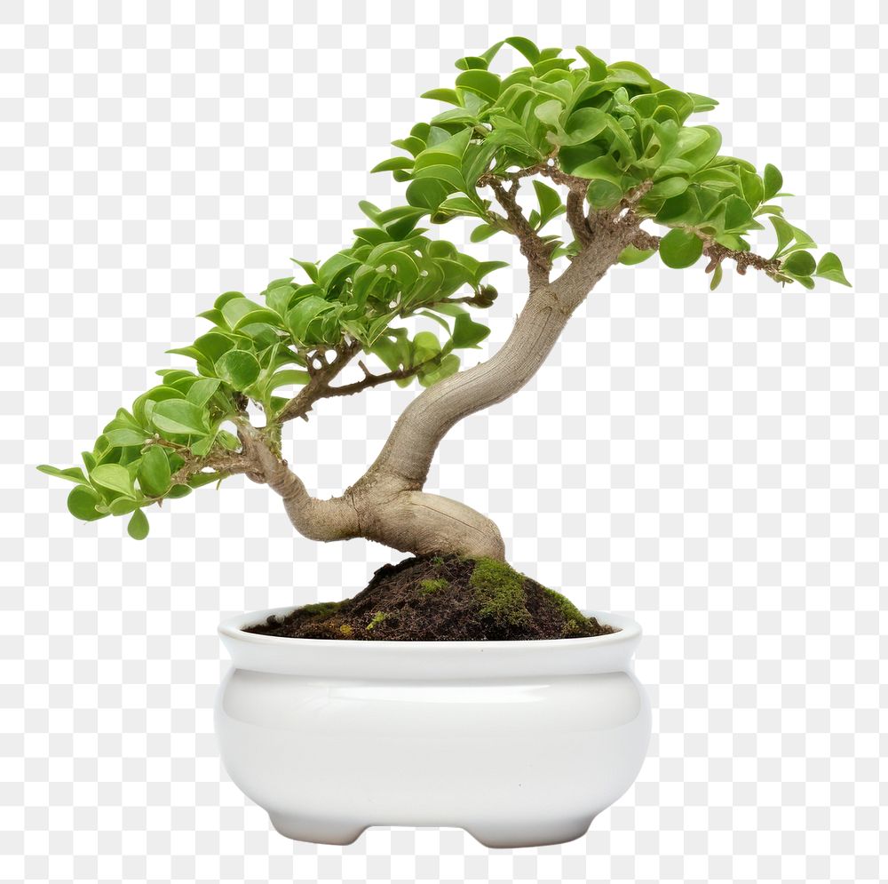 PNG Bonsai green succulents plant tree white background houseplant. AI generated Image by rawpixel.