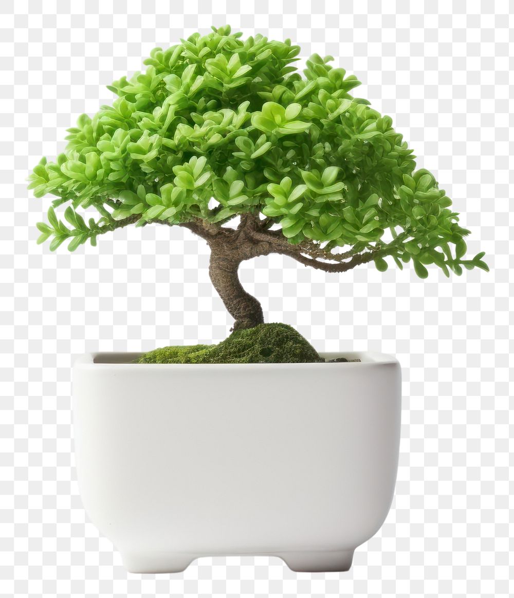 PNG Bonsai green succulents plant tree white background houseplant. AI generated Image by rawpixel.