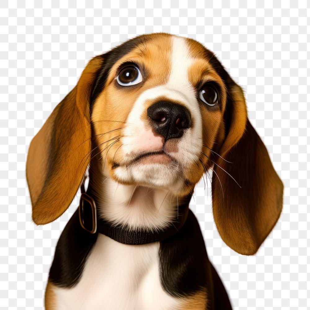 PNG Beagle puppy dog animal mammal yellow. AI generated Image by rawpixel.