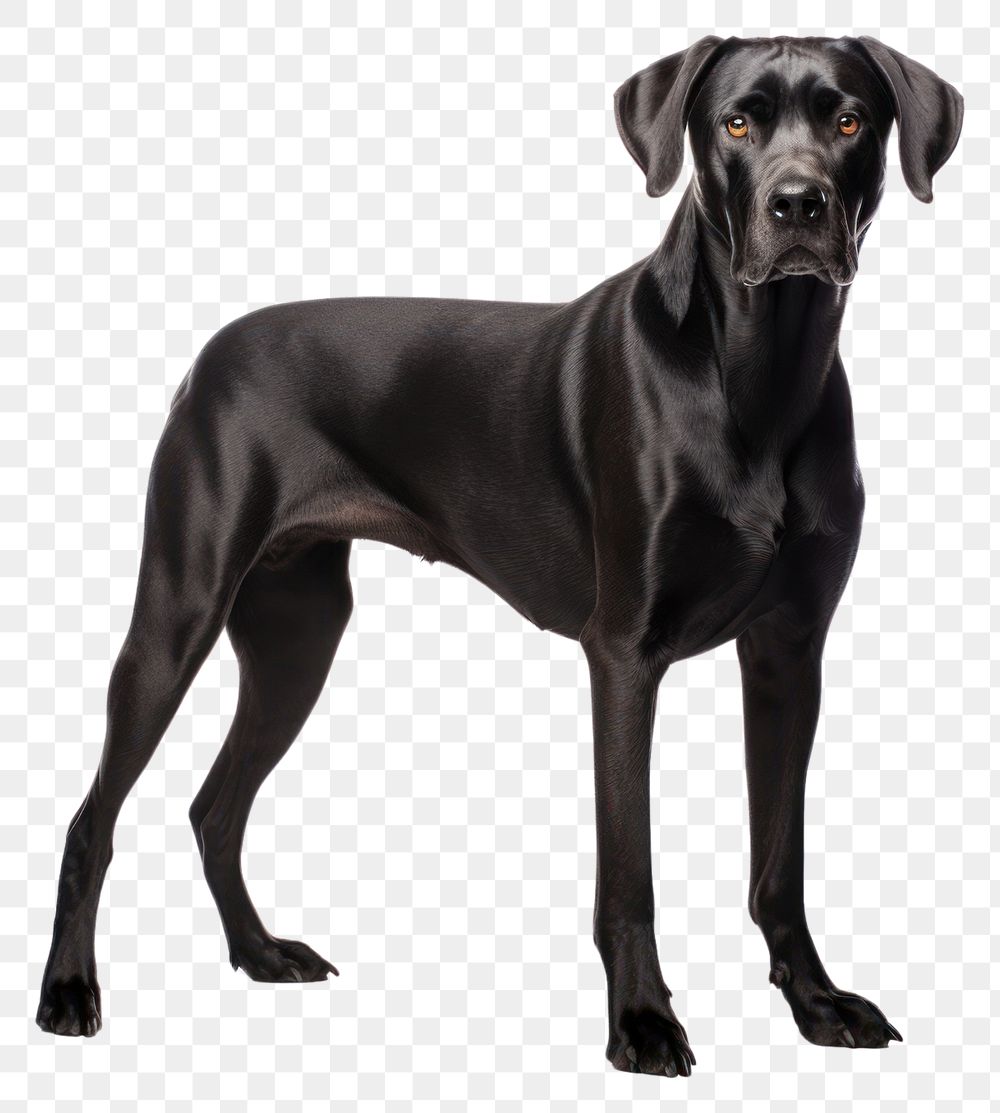 PNG  Dog standing pointer animal. AI generated Image by rawpixel.