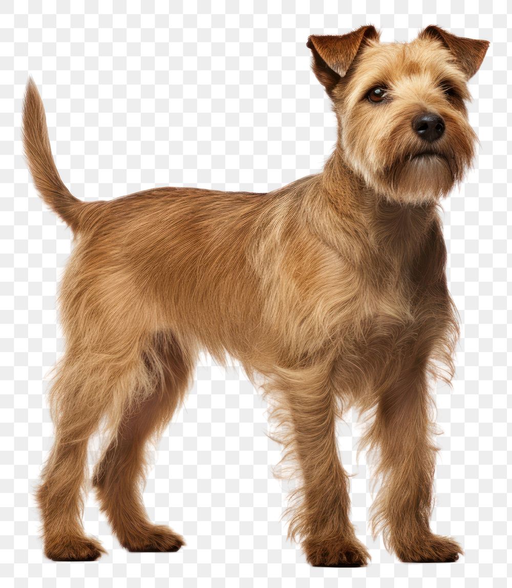 PNG  Dog standing terrier mammal. AI generated Image by rawpixel.