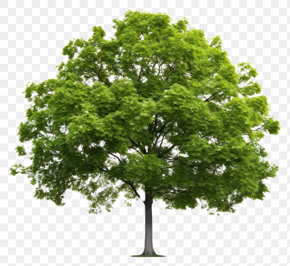 PNG A beautiful tree plant green white background. AI generated Image by rawpixel.