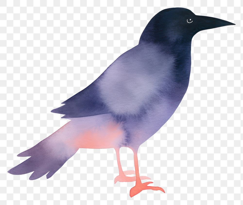 PNG Crow blackbird animal white background. AI generated Image by rawpixel.