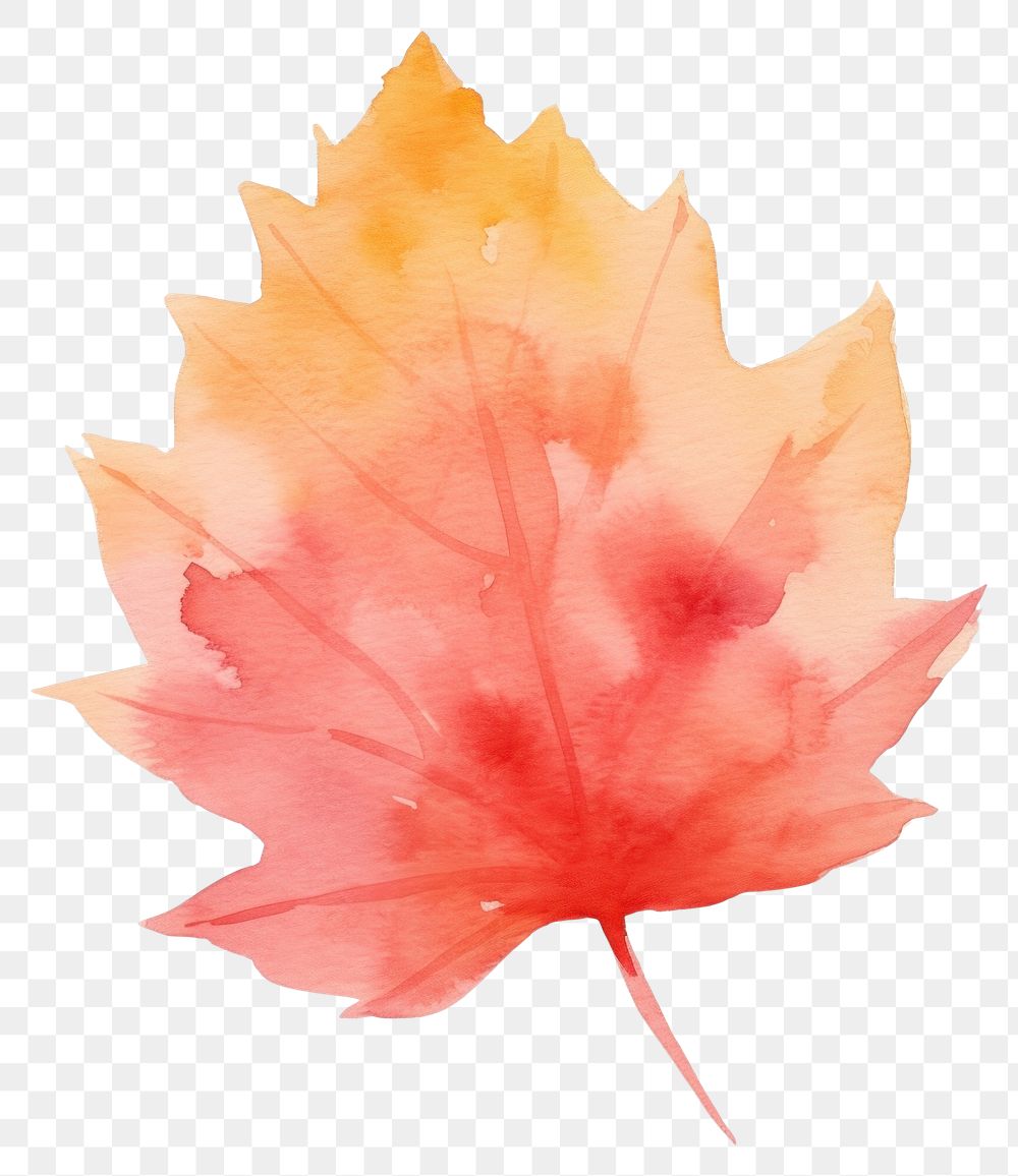 PNG Autumn plant leaf tree. AI generated Image by rawpixel.