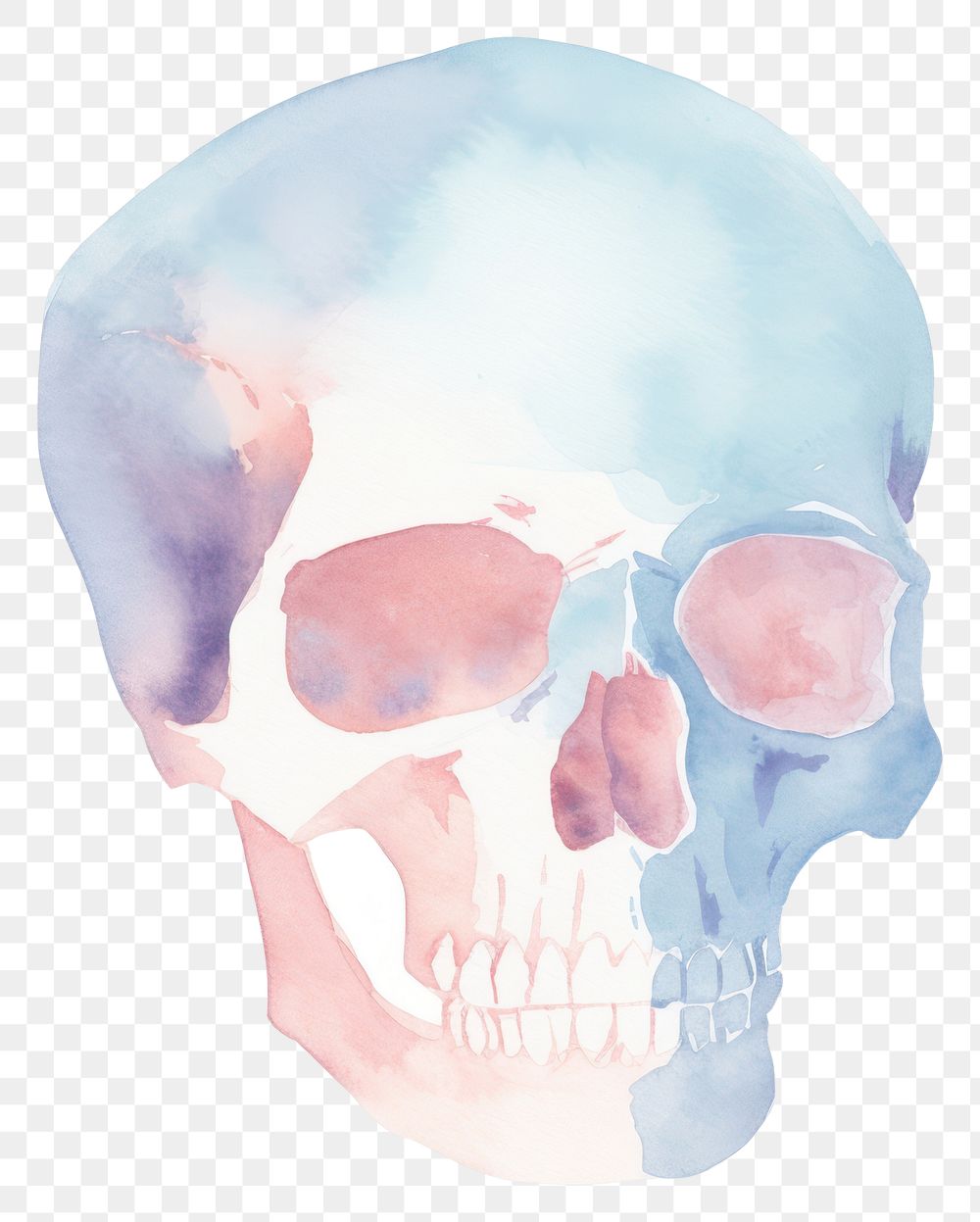 PNG Skull white background anatomy science. AI generated Image by rawpixel.