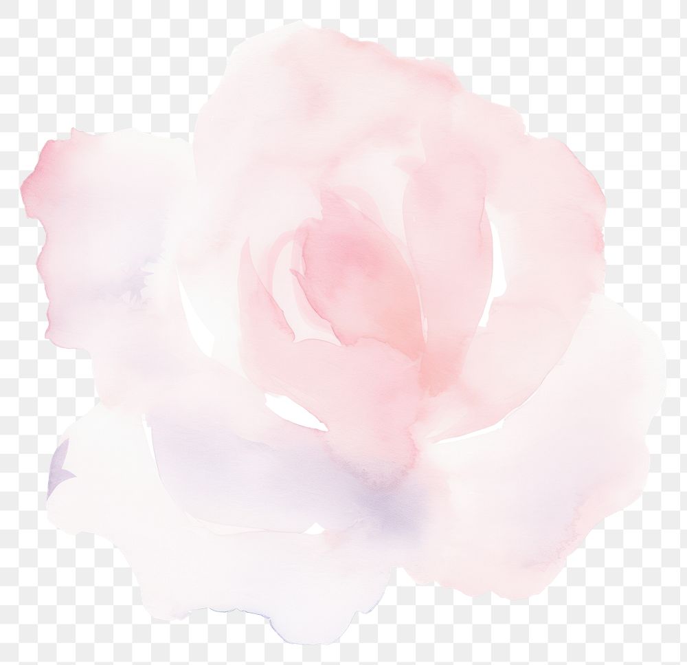 PNG Rose backgrounds flower petal. AI generated Image by rawpixel.