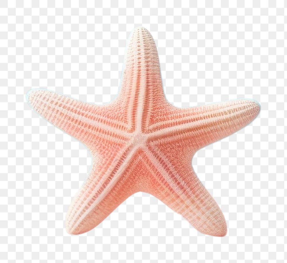 PNG Starfish invertebrate echinoderm nature
