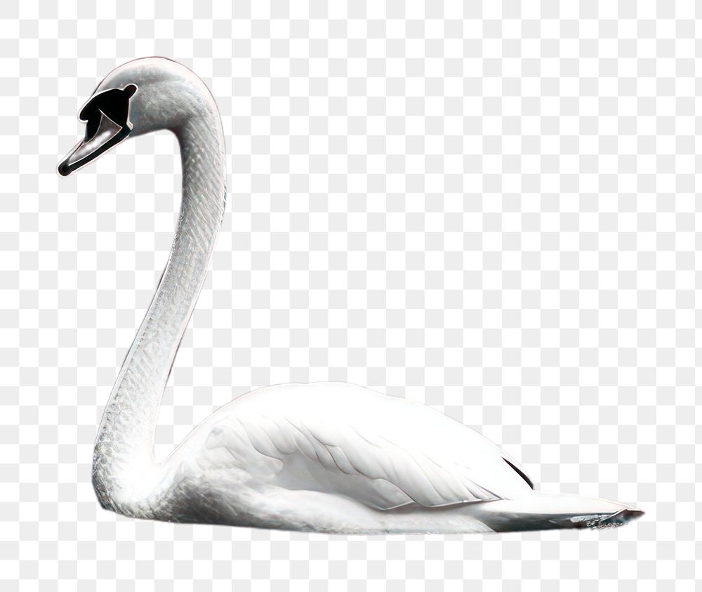 PNG Photography of swan in the lake outdoors animal nature.