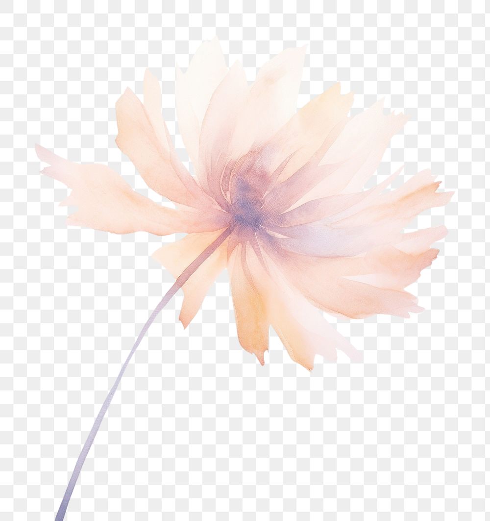 PNG Dried flower asteraceae blossom anemone.