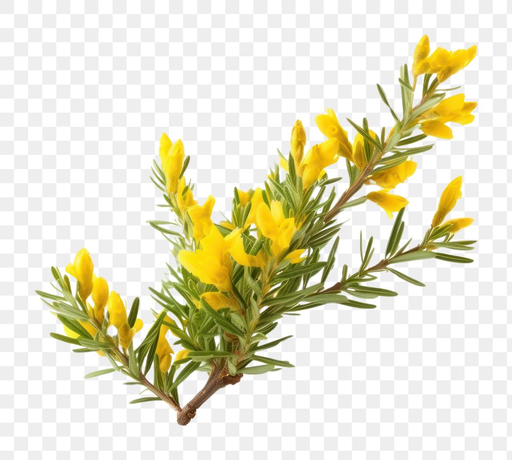 PNG Gorse astragalus daffodil blossom.