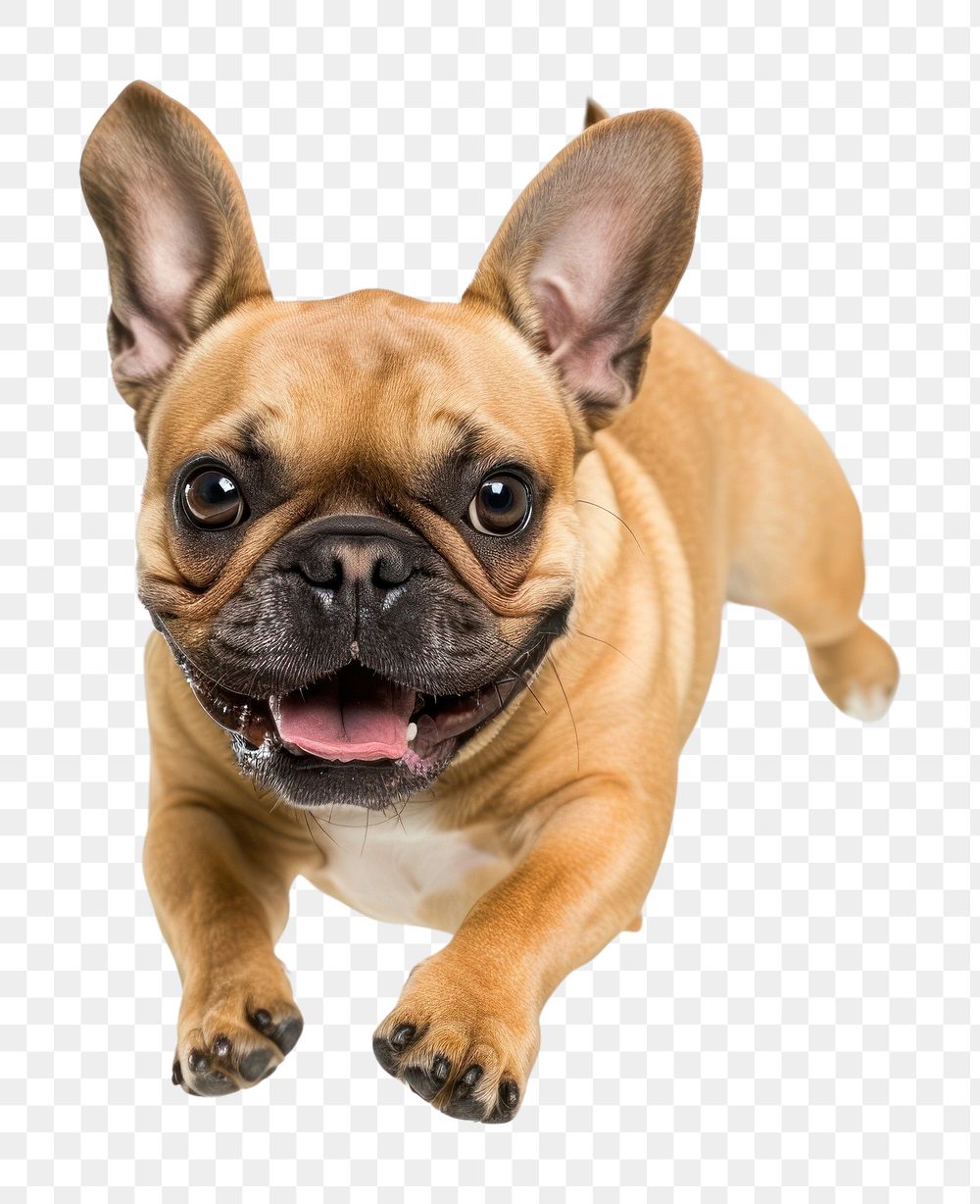 PNG  French Bulldog running bulldog french bulldog animal.