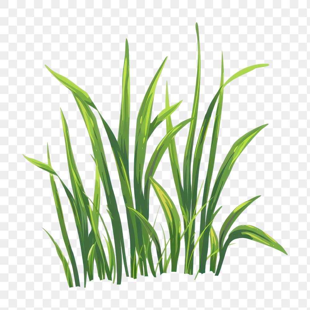 PNG Aesthetic of grass blossom flower plant.