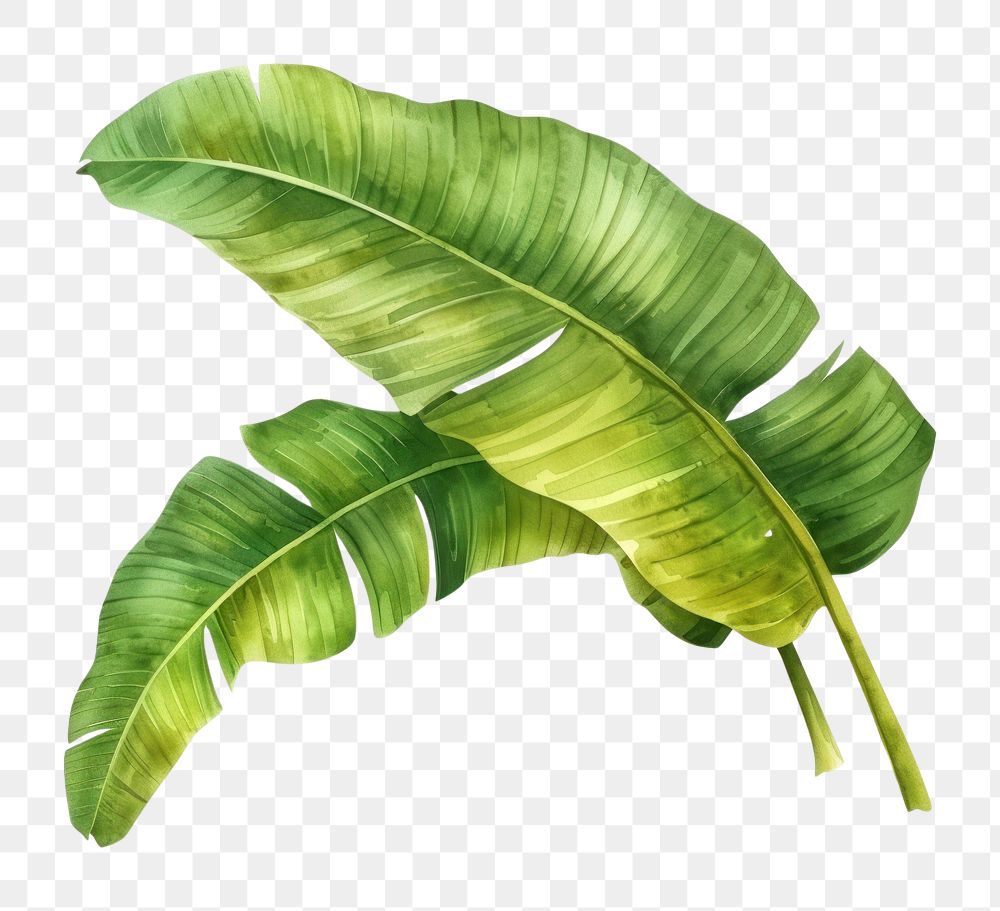 PNG  Banana leaves plant leaf fern