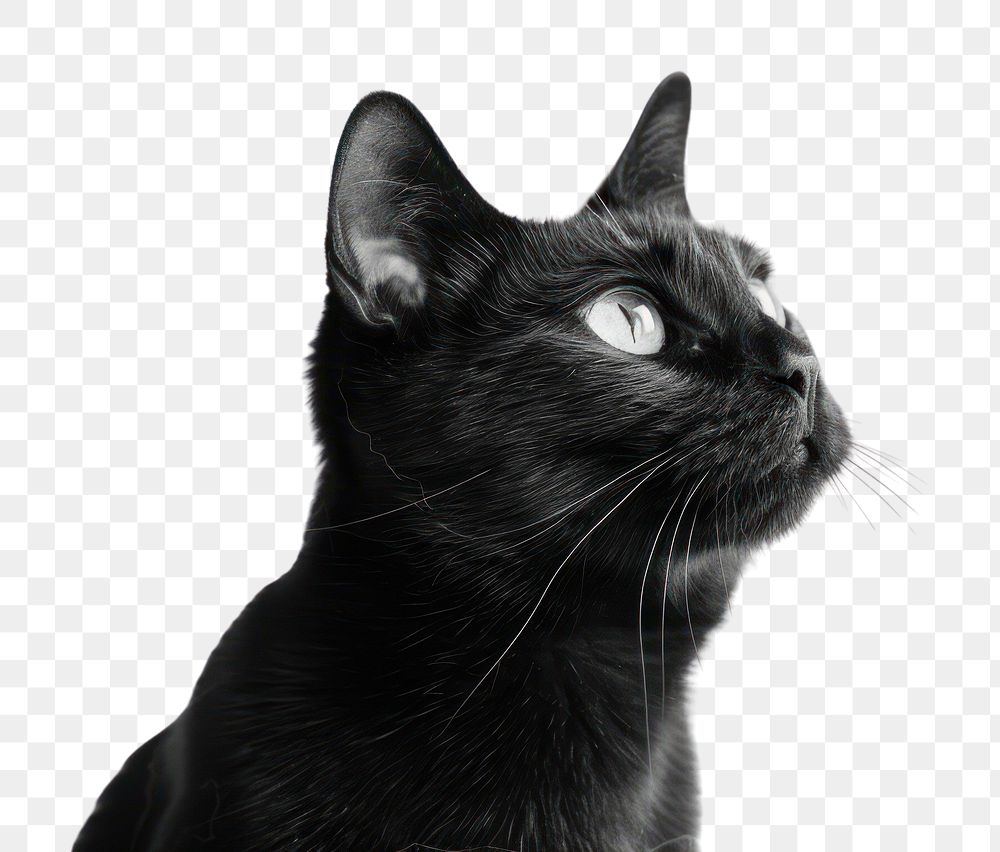 PNG Black cat animal mammal pet.