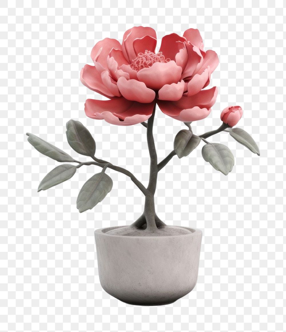 PNG Peony blossom pottery flower.