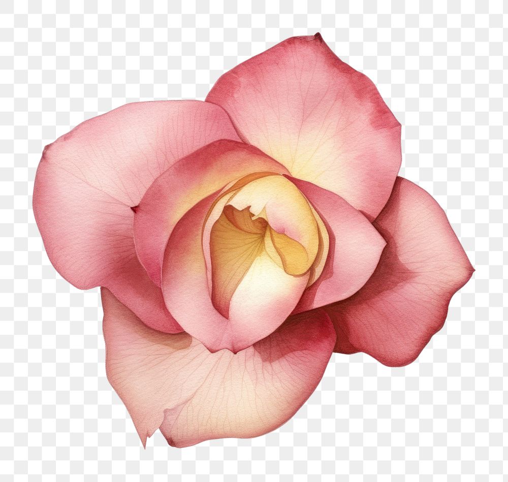PNG Rose petals blossom flower plant