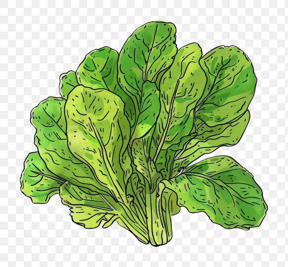 PNG Salad vegetable produce lettuce